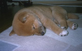 ZZZZZzzzzz.......
